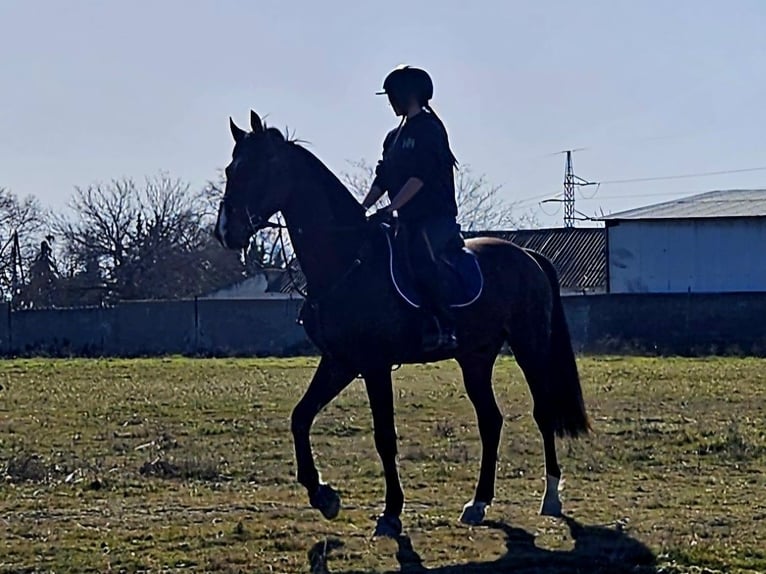 Zangersheide Hengst 4 Jaar 165 cm Donkerbruin in Madrid