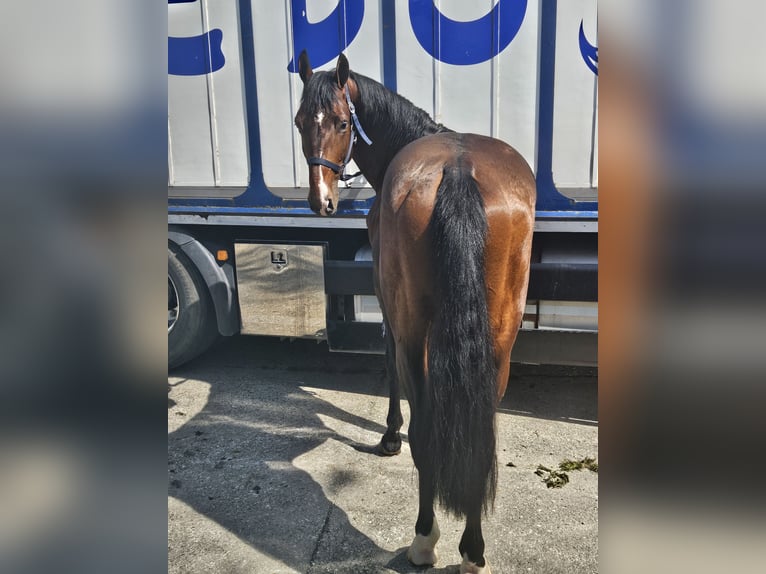 Zangersheide Hengst 4 Jaar 165 cm Donkerbruin in Madrid