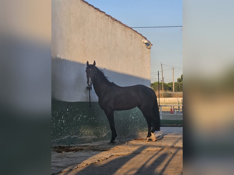 Zangersheide Hengst 4 Jaar 165 cm Donkerbruin in Madrid