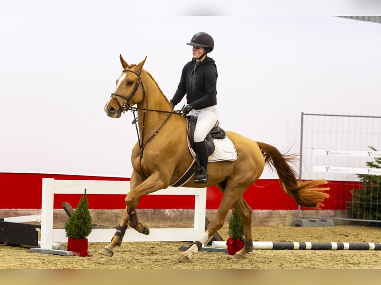 Zangersheide Hengst 4 Jaar 166 cm Cremello in Waddinxveen