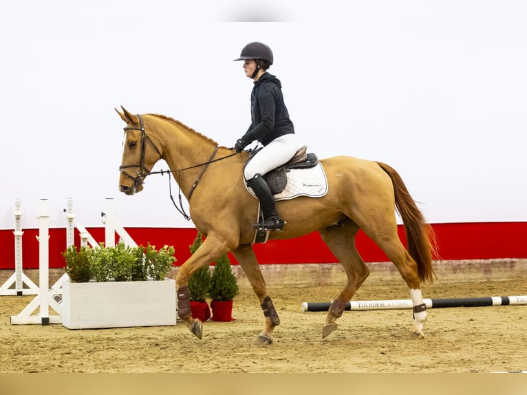 Zangersheide Hengst 4 Jaar 166 cm Cremello in Waddinxveen