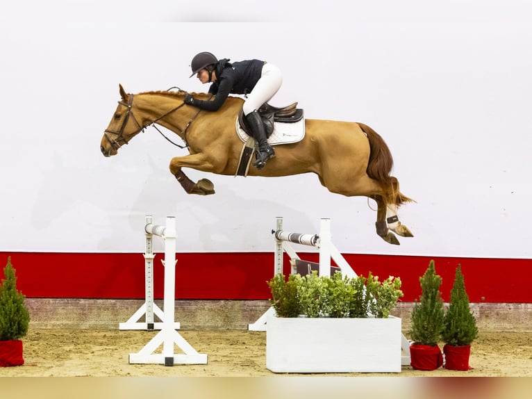 Zangersheide Hengst 4 Jaar 166 cm Cremello in Waddinxveen