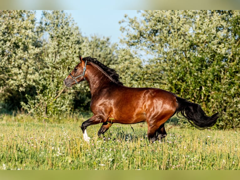 Zangersheide Hengst 4 Jaar 166 cm Donkerbruin in Herrieden / Leibelbach