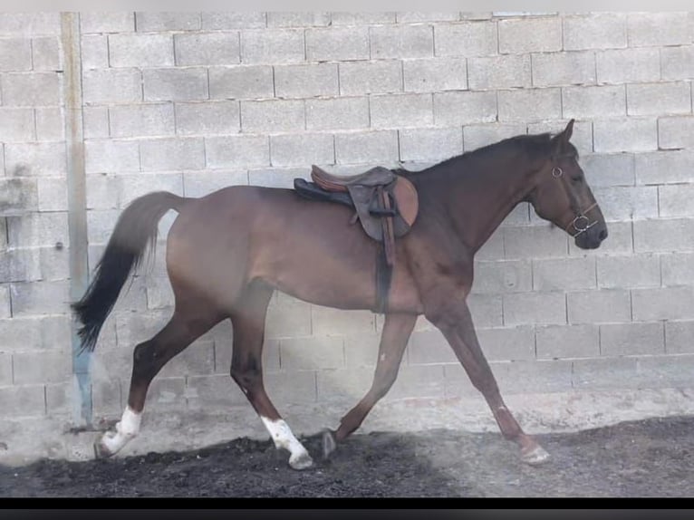 Zangersheide Hengst 4 Jaar 166 cm Vos in safara