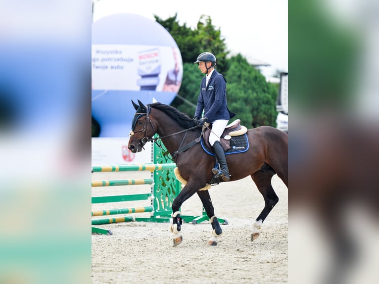 Zangersheide Hengst 4 Jaar 167 cm Donkerbruin in Sośnicowice