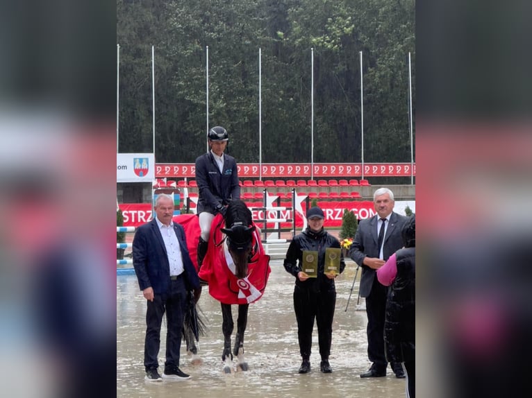 Zangersheide Hengst 4 Jaar 167 cm Donkerbruin in Sośnicowice