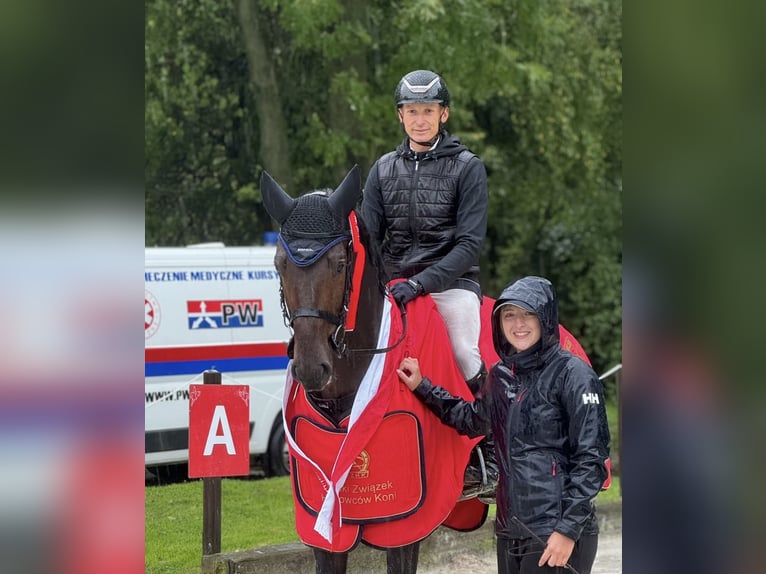 Zangersheide Hengst 4 Jaar 167 cm Donkerbruin in Sośnicowice