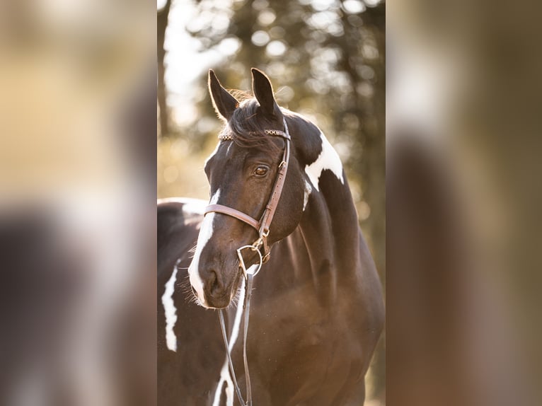 Zangersheide Hengst 4 Jaar 167 cm Gevlekt-paard in Den Ham