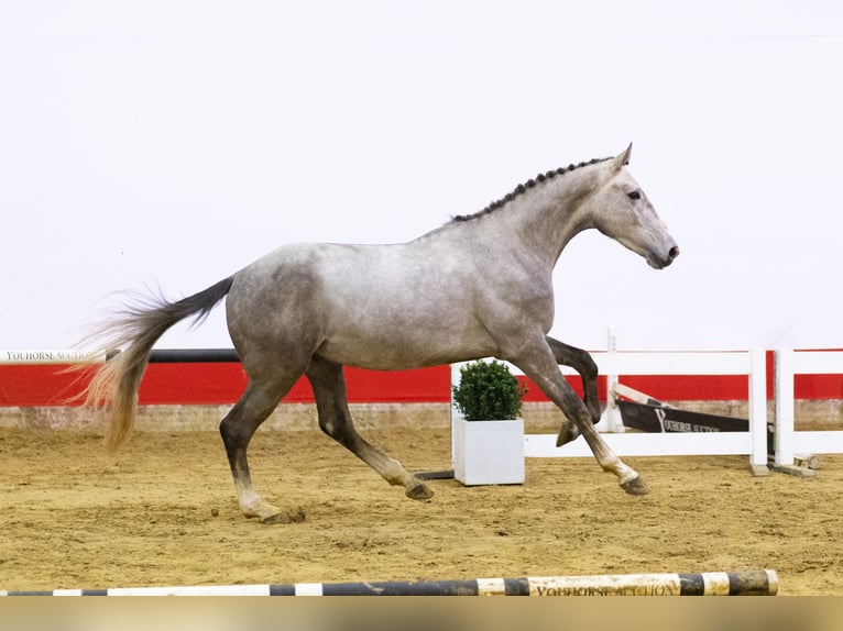 Zangersheide Hengst 4 Jaar 167 cm Schimmel in Waddinxveen