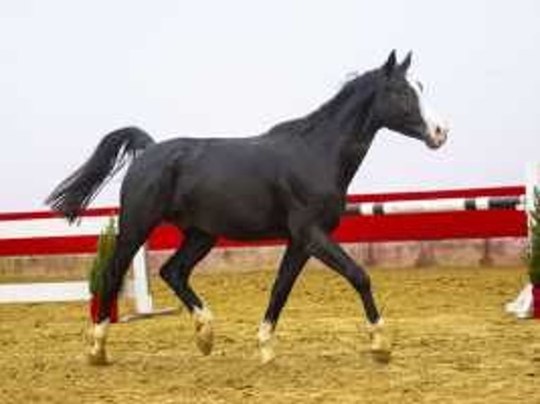 Zangersheide Hengst 4 Jaar 167 cm Zwartbruin in Waddinxveen