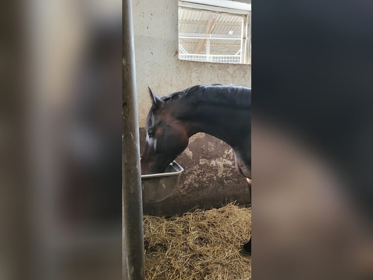 Zangersheide Hengst 4 Jaar 168 cm Donkerbruin in Ober-Ramstadt