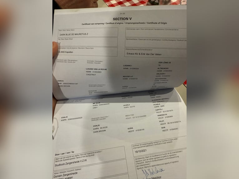 Zangersheide Hengst 4 Jaar 169 cm Bruin in Szarvas