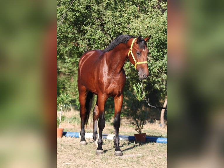Zangersheide Hengst 4 Jaar 169 cm Bruin in Szarvas