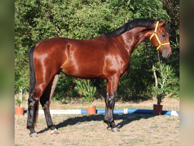 Zangersheide Hengst 4 Jaar 169 cm Bruin in Szarvas