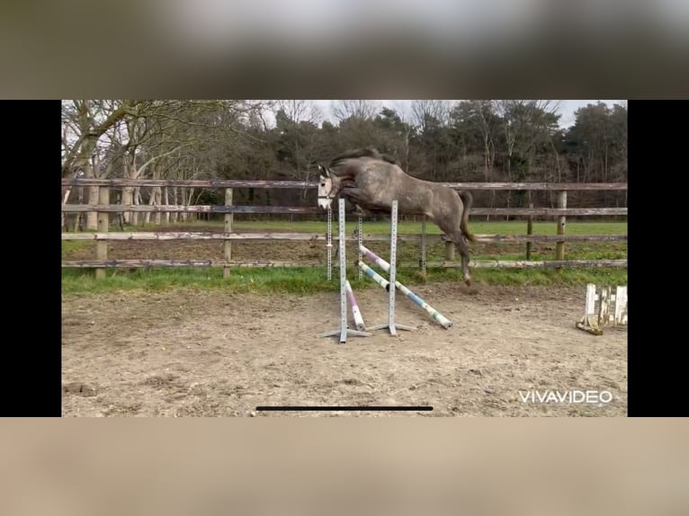 Zangersheide Hengst 4 Jaar 169 cm Schimmel in Neerglabbeek