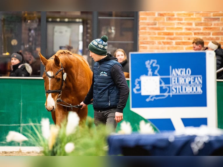 Zangersheide Hengst 4 Jaar 169 cm Vos in Stary Gołębin