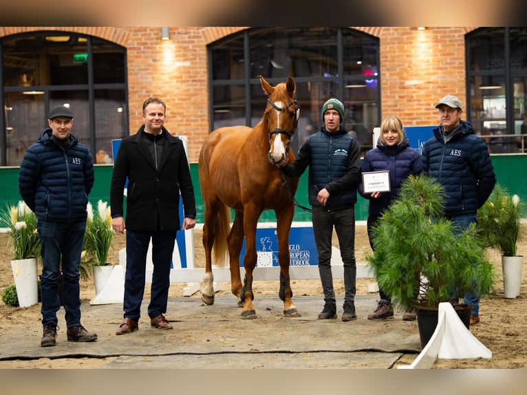 Zangersheide Hengst 4 Jaar 169 cm Vos in Stary Gołębin