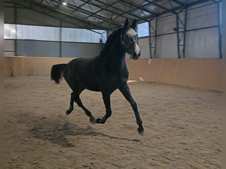 Zangersheide Hengst 4 Jaar 170 cm Schimmel in Halbenrain