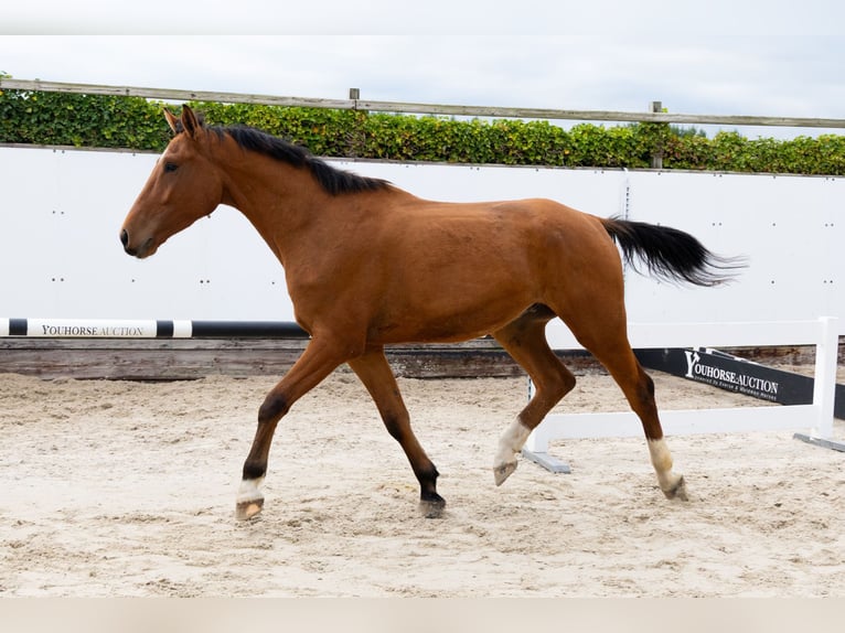 Zangersheide Hengst 4 Jaar 171 cm Bruin in Waddinxveen Zangersheide Hengst 4 Jaar 171 cm Bruin in Waddinxveen