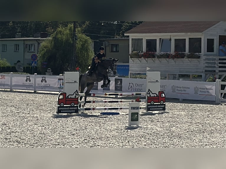 Zangersheide Hengst 4 Jaar 171 cm Vliegenschimmel in Skoki
