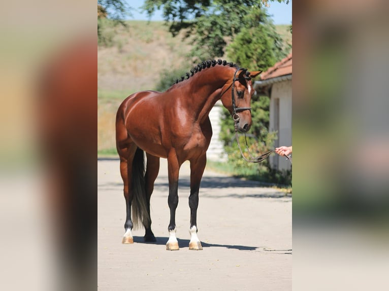 Zangersheide Hengst 4 Jaar 172 cm Bruin in Borstorf