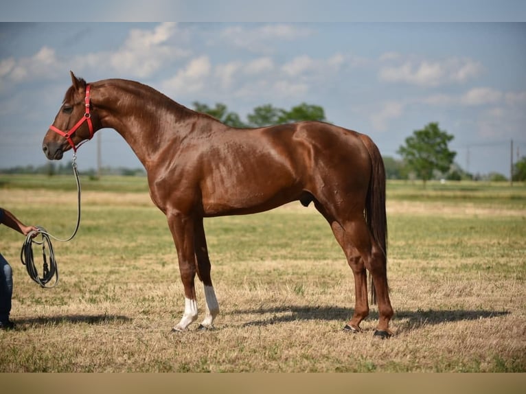 Zangersheide Hengst 4 Jaar 172 cm Donkere-vos in Kardos, Békés