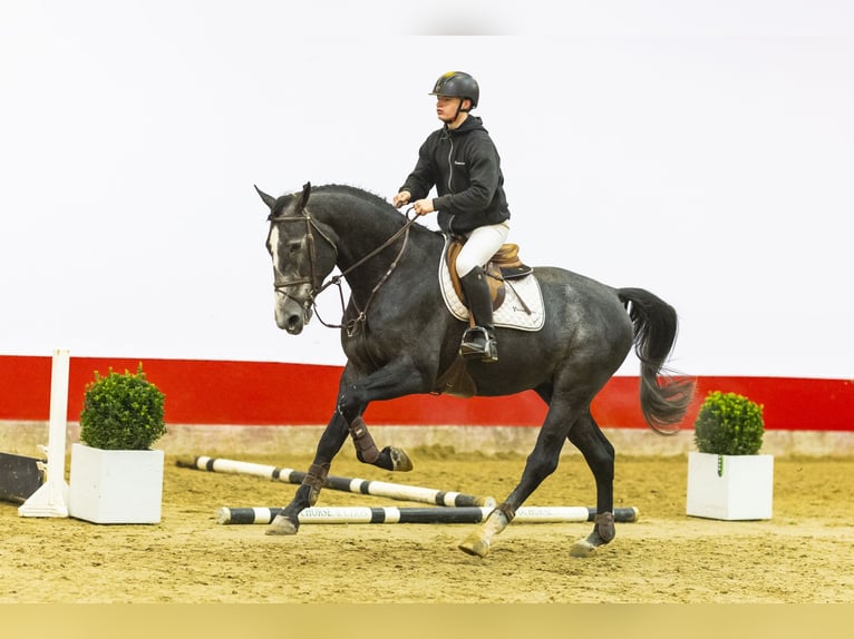 Zangersheide Hengst 4 Jaar 172 cm Schimmel in Waddinxveen