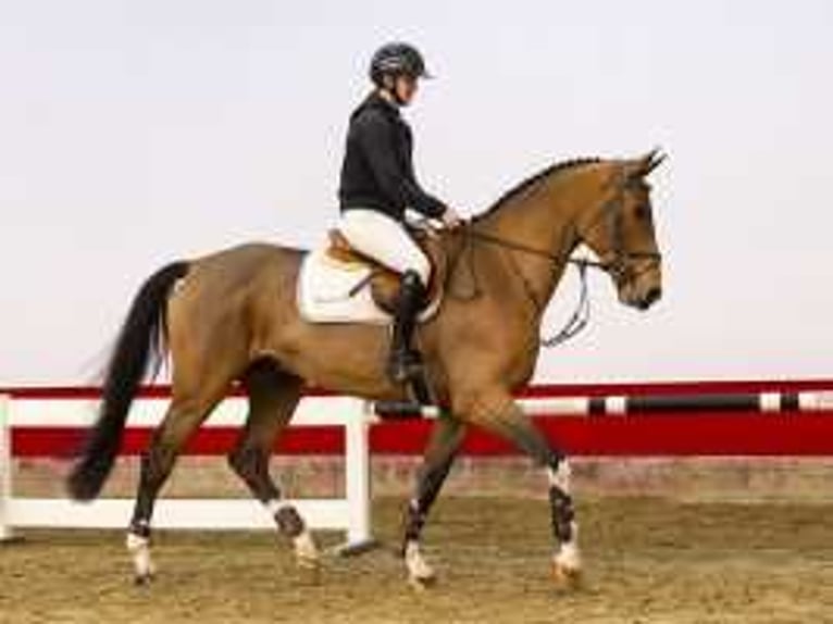 Zangersheide Hengst 4 Jaar 173 cm Bruin in Waddinxveen