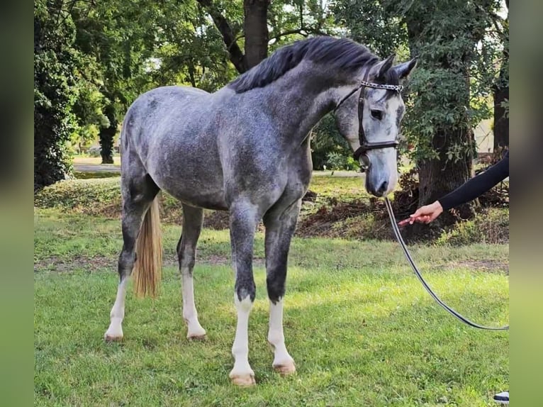 Zangersheide Hengst 4 Jaar 173 cm Schimmel in Budapest