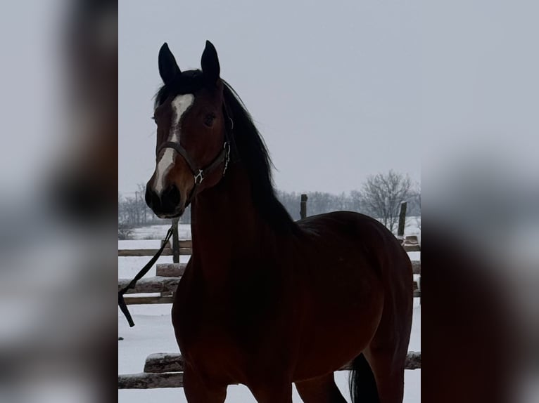 Zangersheide Hengst 4 Jaar 174 cm Donkerbruin in Gyula