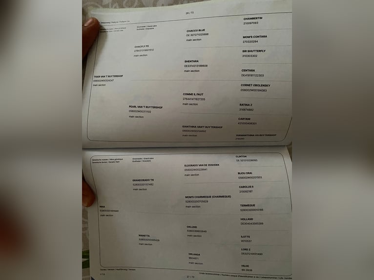 Zangersheide Hengst 4 Jaar 174 cm Donkerbruin in Gyula