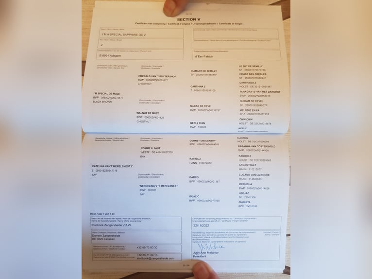 Zangersheide Hengst 4 Jaar in Békéscsaba