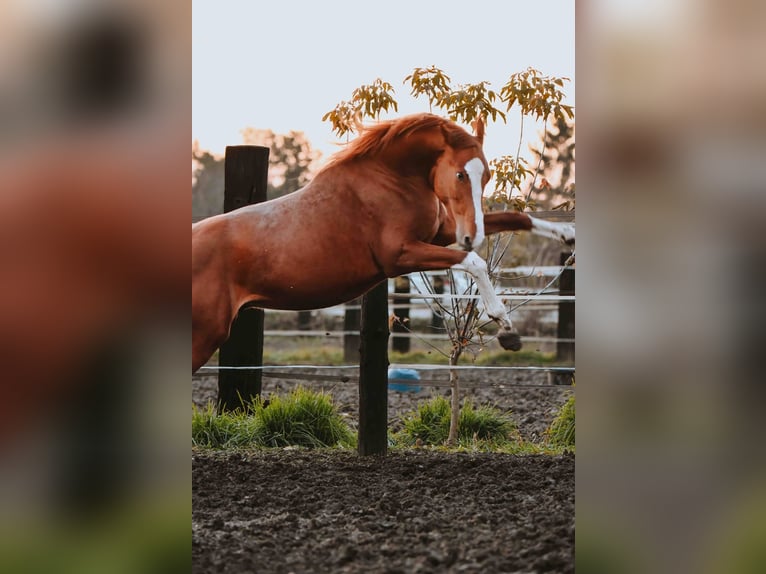 Zangersheide Hengst 4 Jaar Vos in Zagreb