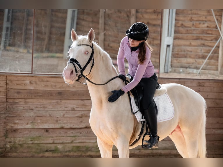 Zangersheide Hengst 5 Jaar 157 cm Cremello in Bytom