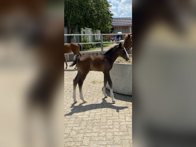 Zangersheide Hengst 5 Jaar 164 cm Schimmel in Tarcento