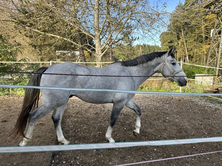 Zangersheide Hengst 5 Jaar 164 cm Schimmel in Tarcento