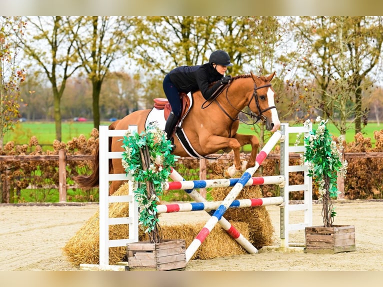 Zangersheide Hengst 5 Jaar 164 cm Vos in Bladel