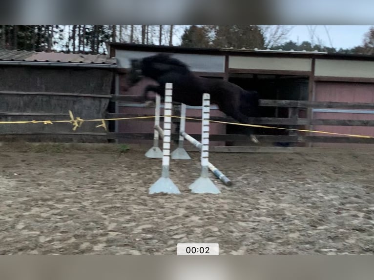 Zangersheide Hengst 5 Jaar 166 cm Donkerbruin in Aarschot