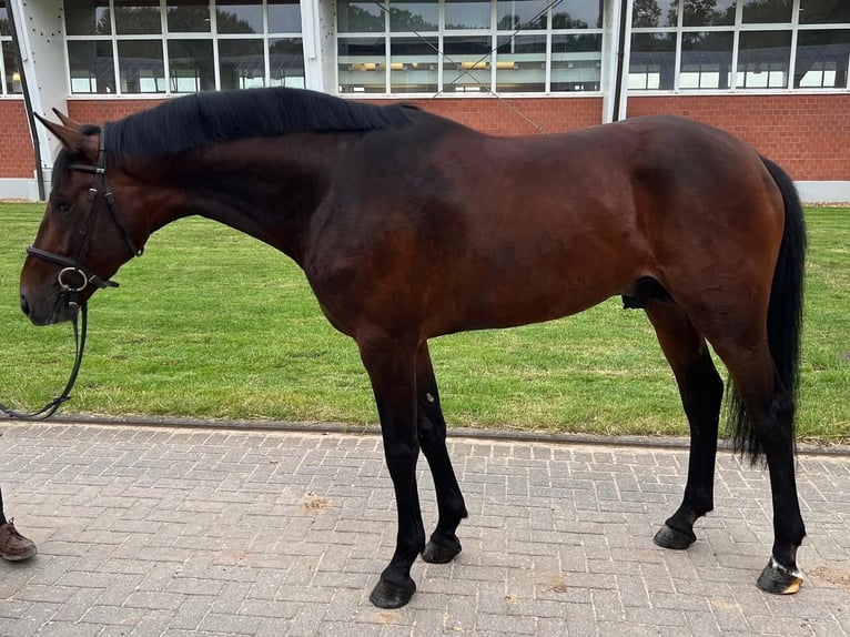 Zangersheide Hengst 5 Jaar 167 cm Donkerbruin in Zülpich