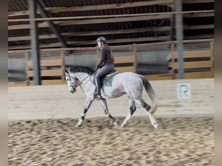 Zangersheide Hengst 5 Jaar 168 cm Appelschimmel in Pelmberg