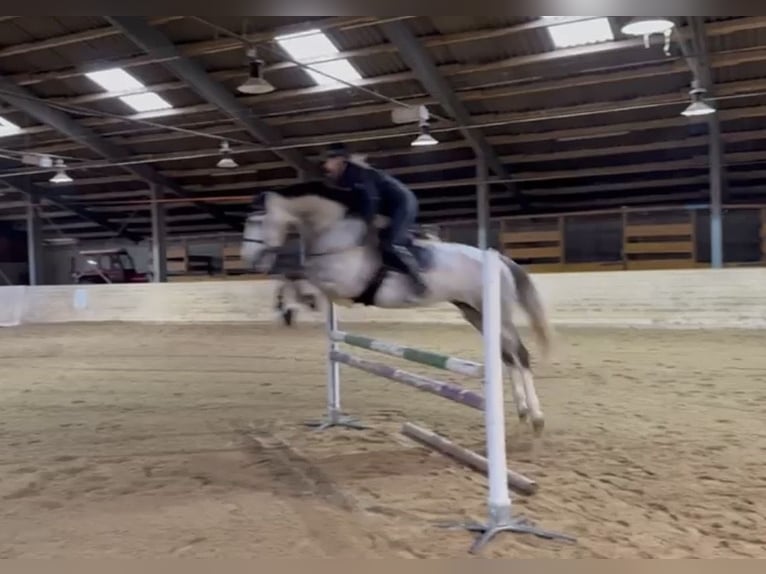 Zangersheide Hengst 5 Jaar 168 cm Appelschimmel in Pelmberg