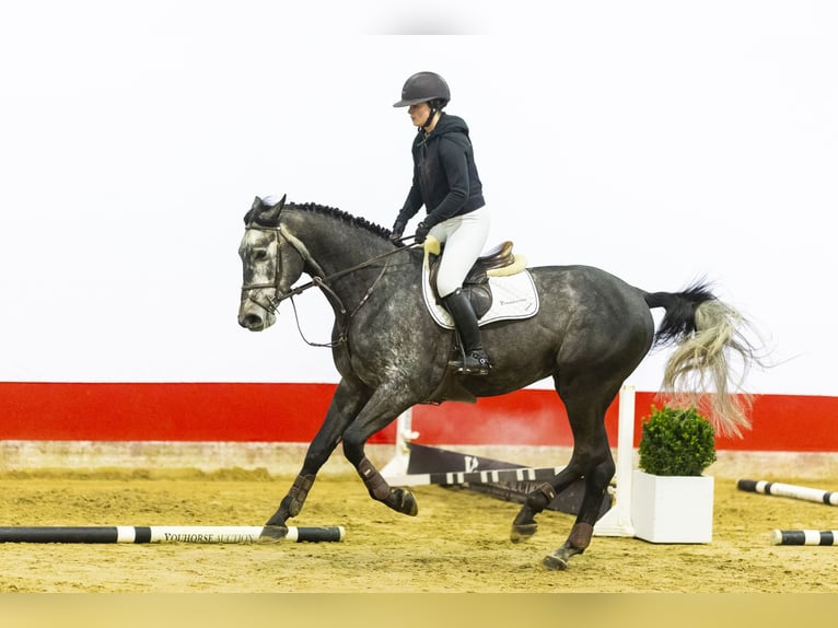 Zangersheide Hengst 5 Jaar 171 cm Schimmel in Waddinxveen