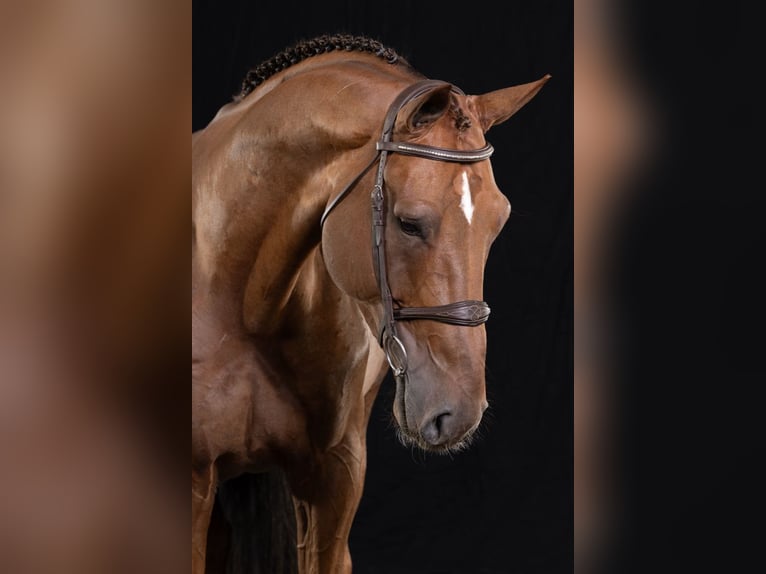 Zangersheide Hengst 5 Jaar 171 cm Vos in Bladel