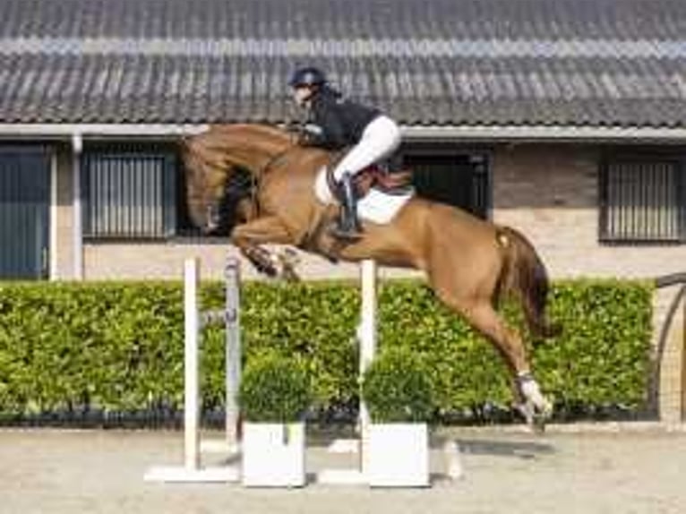 Zangersheide Hengst 5 Jaar 173 cm Vos in Waddinxveen