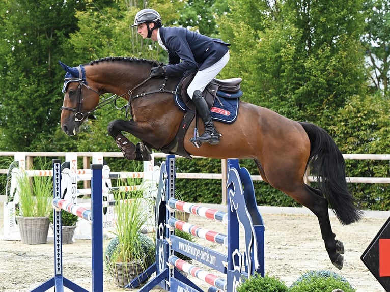 Zangersheide Hengst 6 Jaar 166 cm Bruin in Vechta