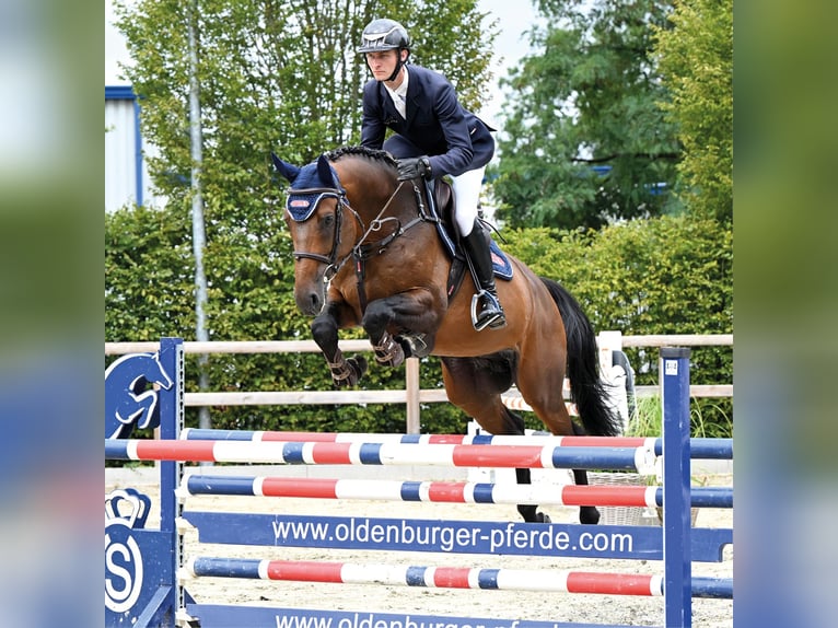 Zangersheide Hengst 6 Jaar 166 cm Bruin in Vechta