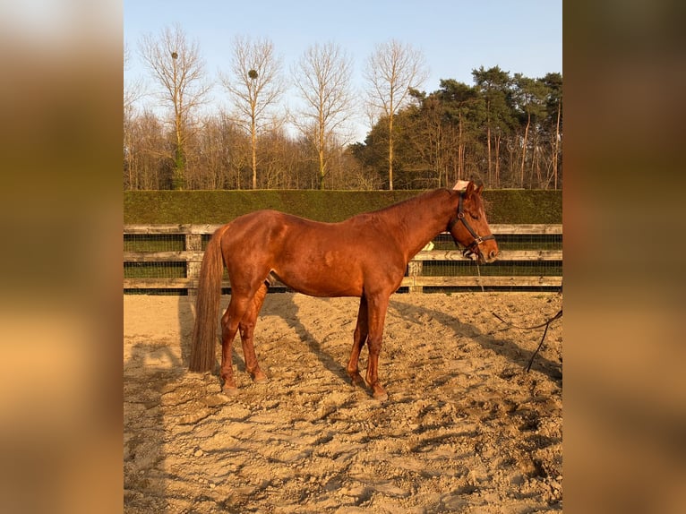 Zangersheide Hengst 6 Jaar 166 cm Donkere-vos in Aarschot