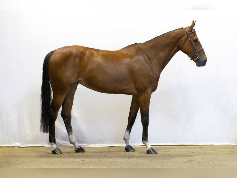 Zangersheide Hengst 6 Jaar 170 cm Bruin in Waddinxveen