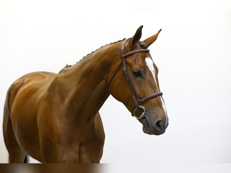 Zangersheide Hengst 6 Jaar 170 cm Bruin in Waddinxveen