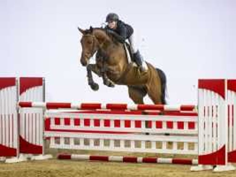 Zangersheide Hengst 7 Jaar 164 cm Bruin in Waddinxveen